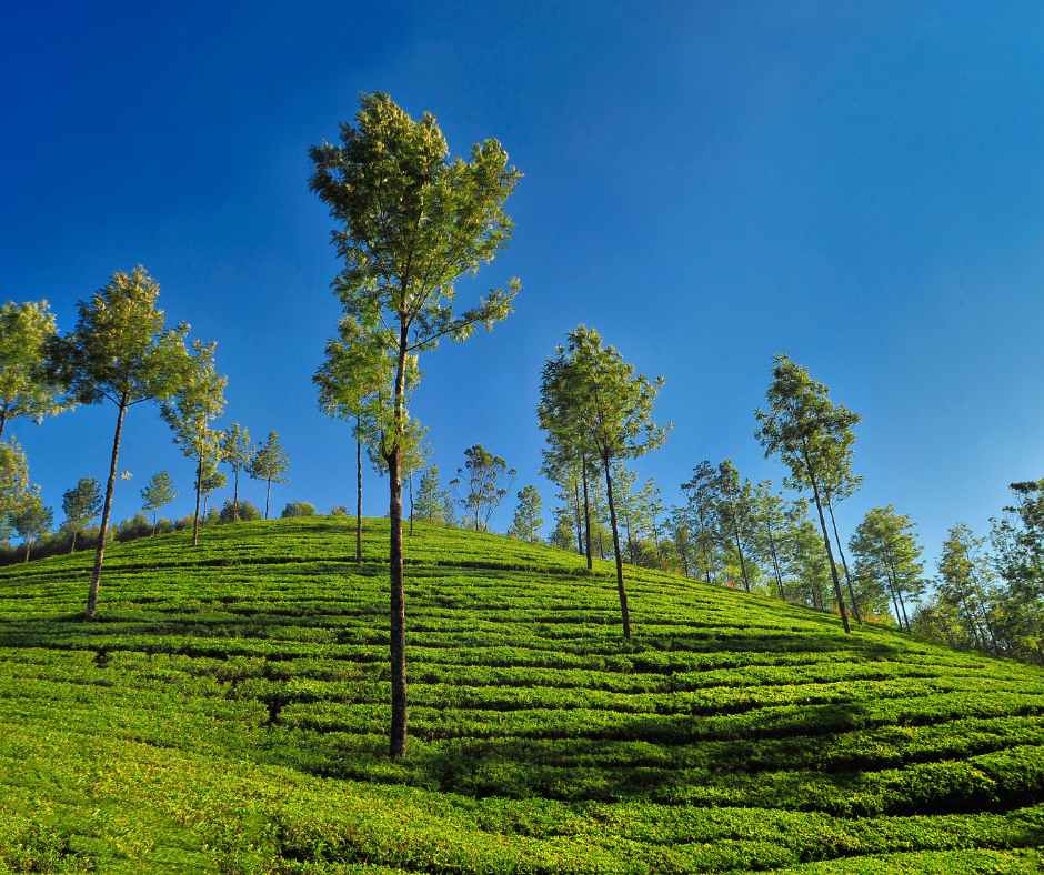 Munnar